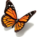 butterfly-05